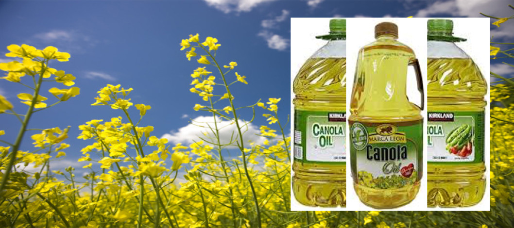 What is Canola?