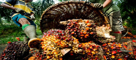 Malaysia welcomes the US tariff cut on palm oil