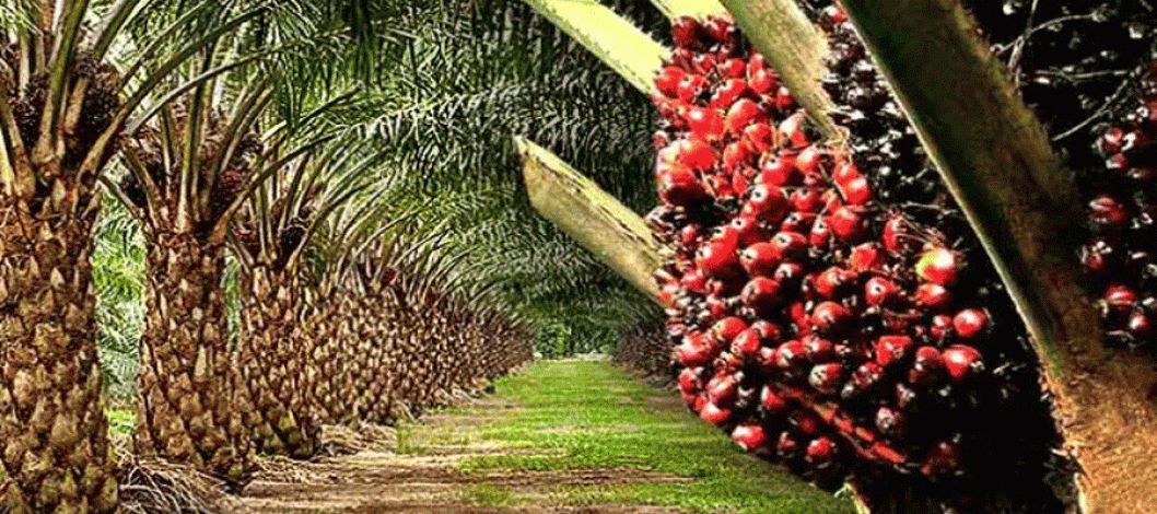 Malaysian palm oil prices rise for the second week