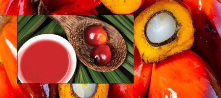 Indonesia postpones palm oil shipments until December in hopes of reducing export taxes